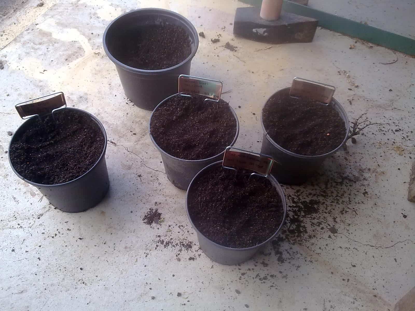 Plastic pots I used to start my giant pumpkin seedings