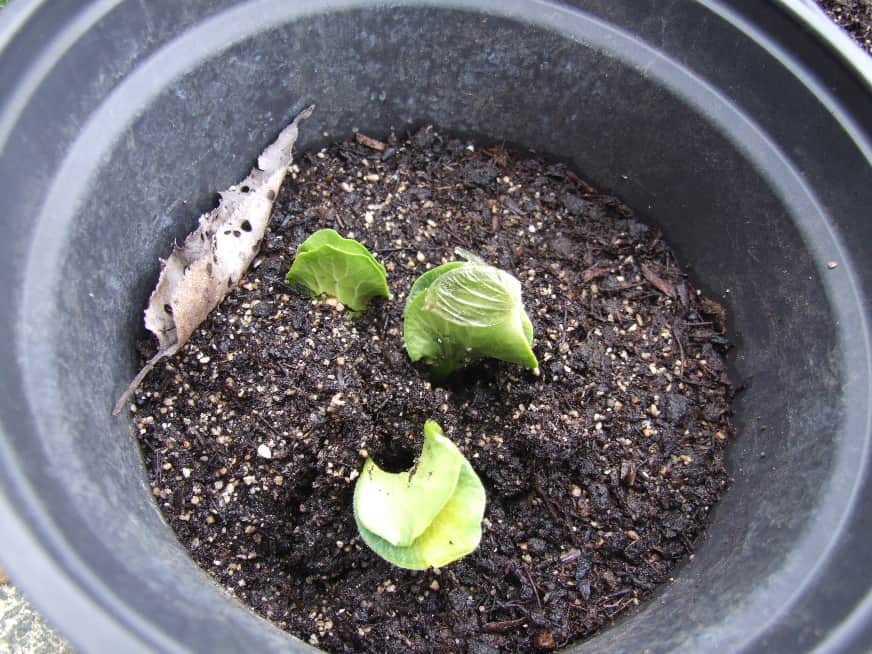 Multiple seeds emerging from seed raising mix in a pot