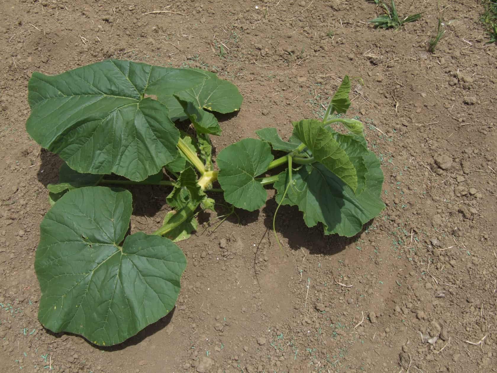 NZ giant pumpkin plant starting to grow in the pumpkin patch