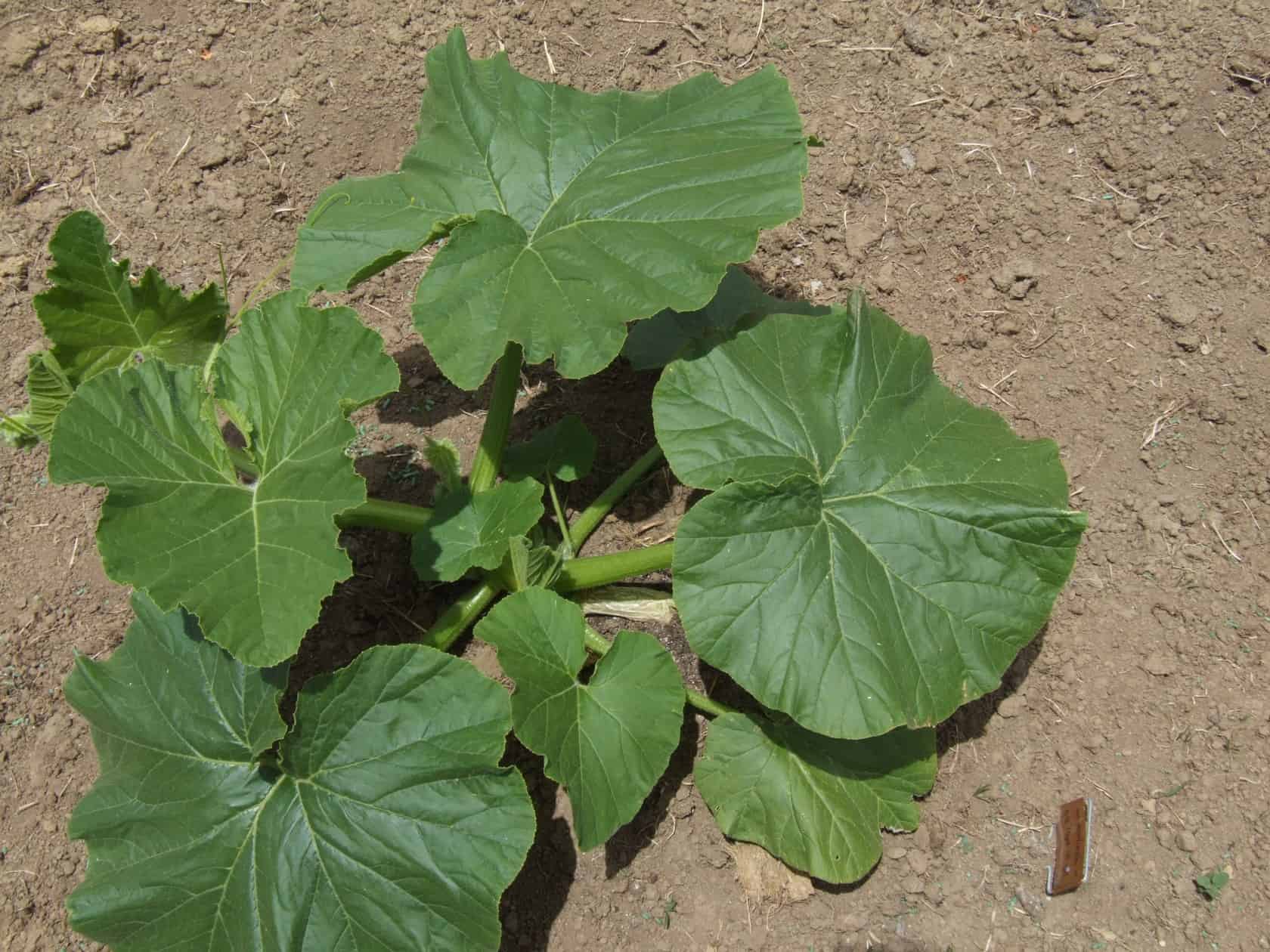 US giant pumpkin plant growing well