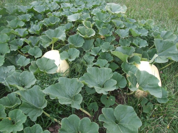 Giant pumpkins in a field underneat leaves from the vine