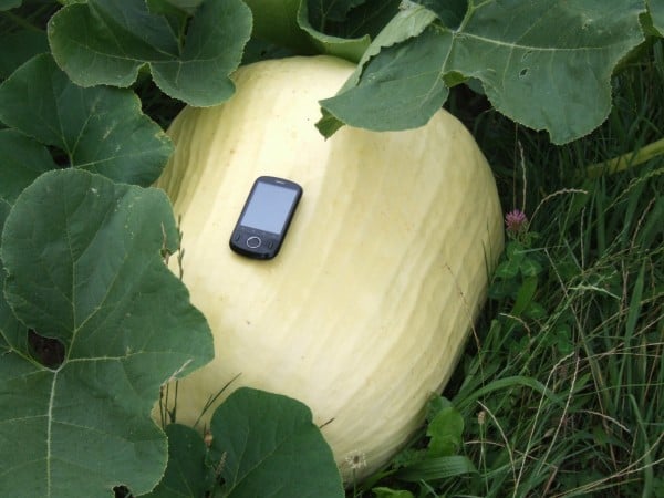 Pumpkin with cell phone on it to show the scale.