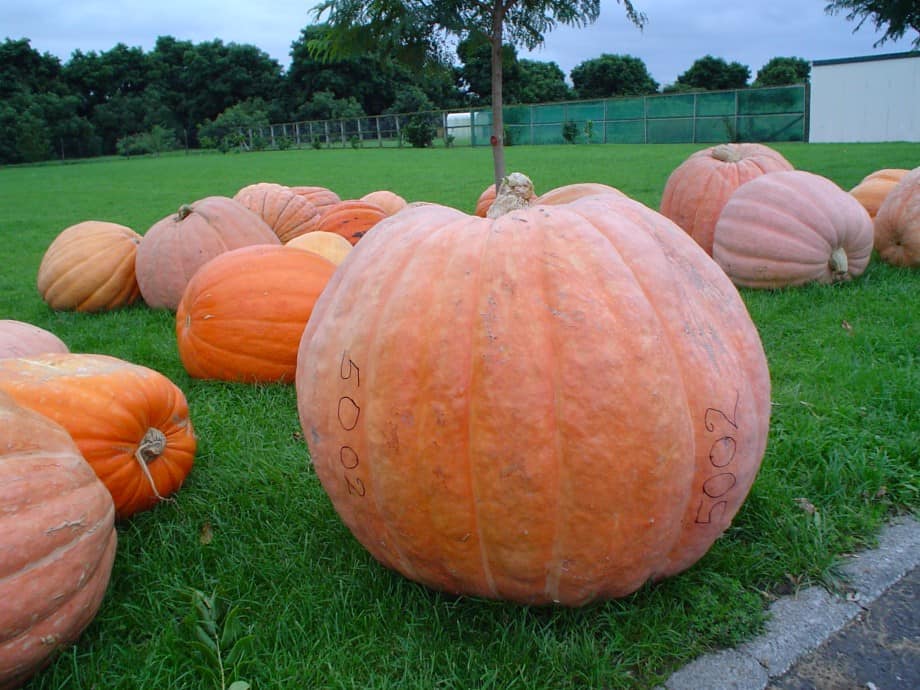 Giant pumpkins on the grass at Bushmere Arms in Gisborne