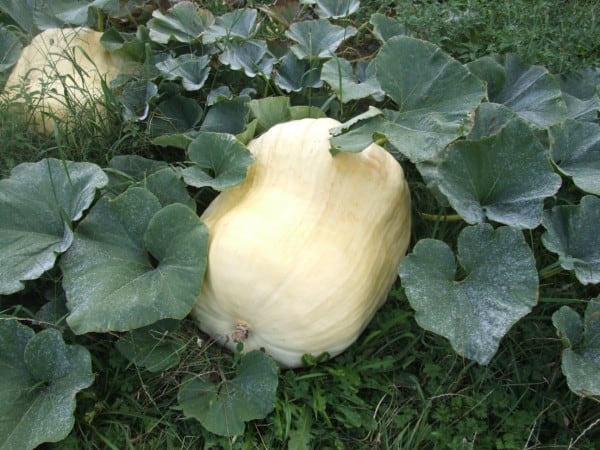 Giant Pumpkin Growing 