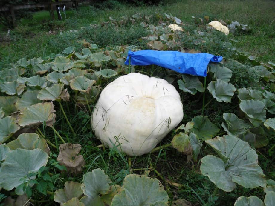 Basic shelter made for giant pumpkin in pumpkin patch