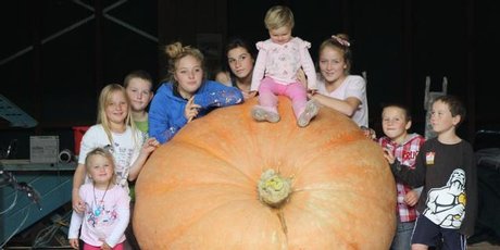 Taupo winning giant pumpkin