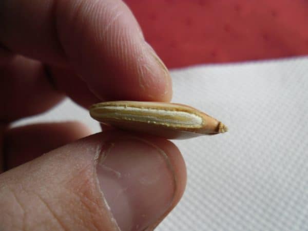 Filed side of a giant pumpkin seed