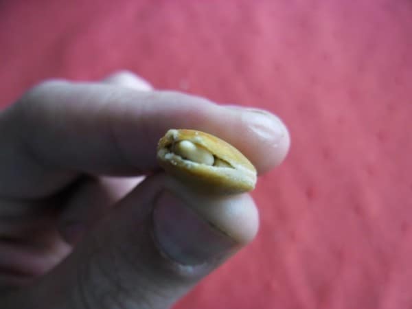 Giant pumpkin seed starting to germinate