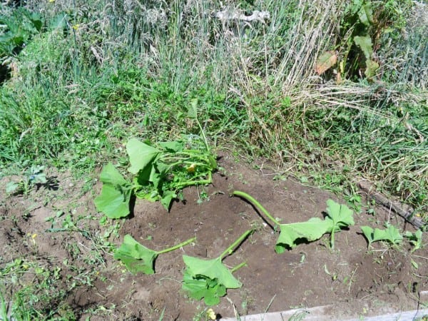 Weeds removed from around the pumpkin plant