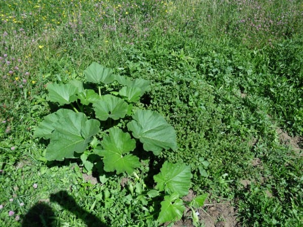 Giant pumpkin plant with weeds 