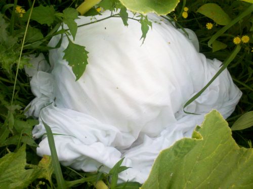 White sheet covering a giant pumpkin