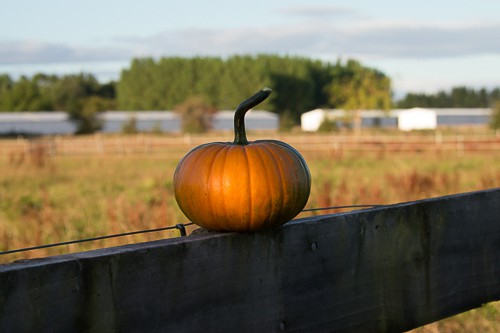 Baby Bear Pumpkin