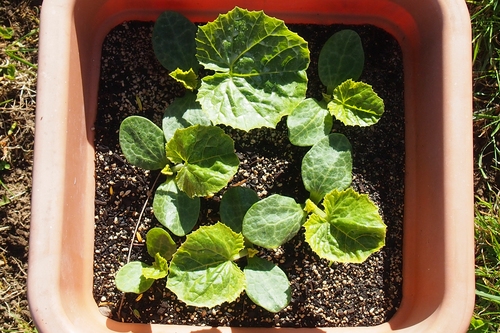 Miniature pumpkins growing in a pot