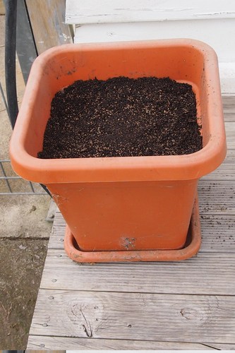 Miniature Pumpkins in a Pot