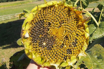 Time to take seeds from sunflower