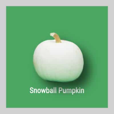 Snowball Pumpkin Image