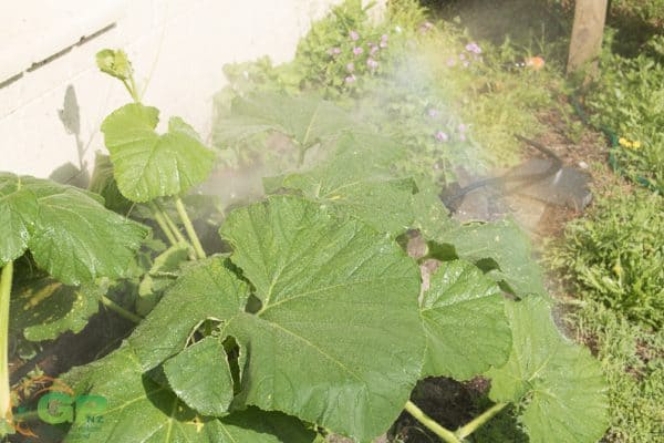 Giant Pumpkin Plant Watered with Micro Irrigation