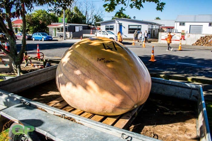 Aaron Akkermans 471kg pumpkin, winning at the 2018 Marton Harvest Festival