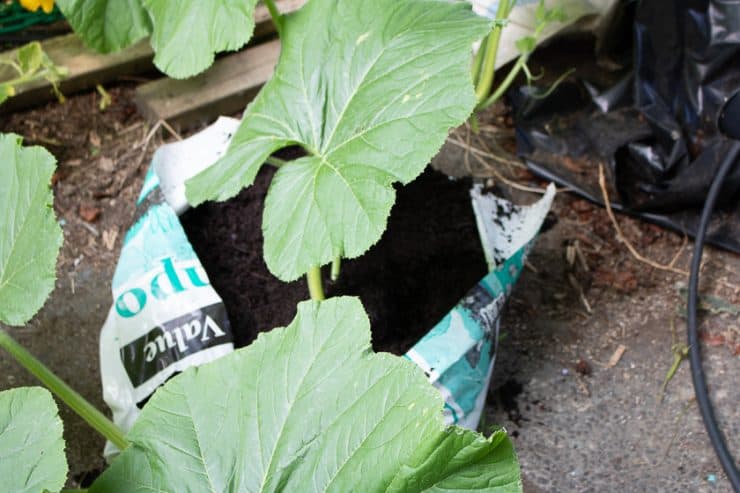 Compost Bag Used for Pumpkin Vine Burying