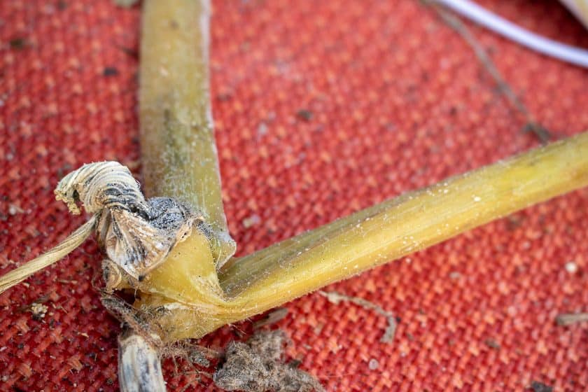 Rotting Pumpkin Vines