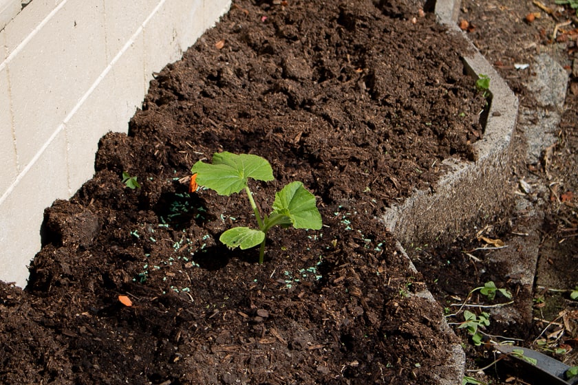 Seedling Planted Out In the tiny pumpkin patch