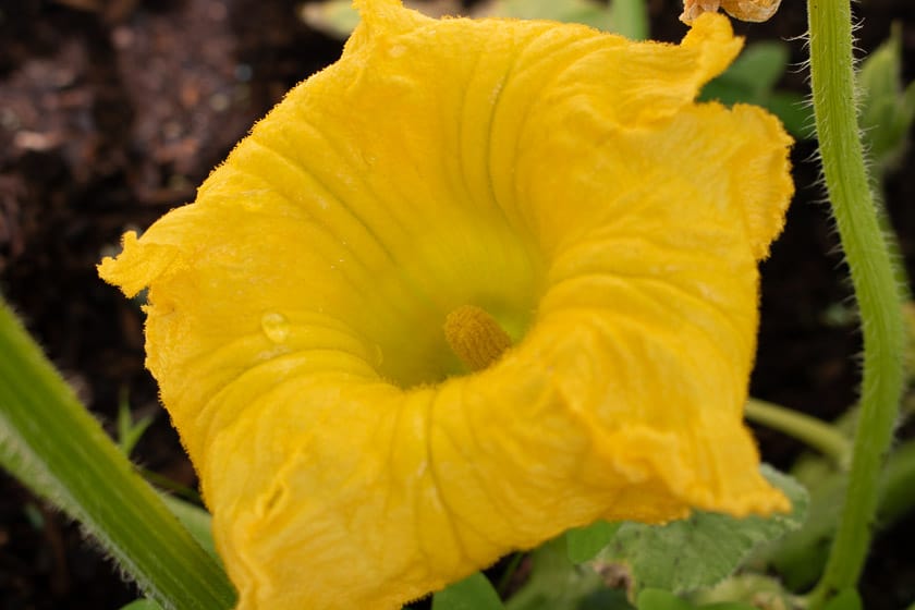 Male Giant Pumpkin Flower