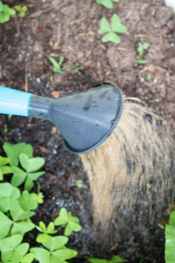 Watering with a watering can