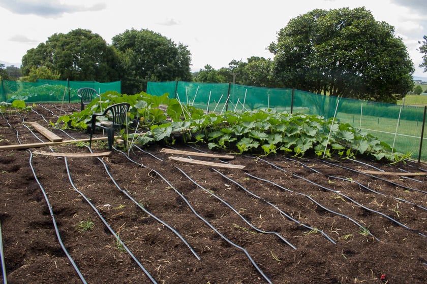 Drip tape laid out in giant pumpkin patch