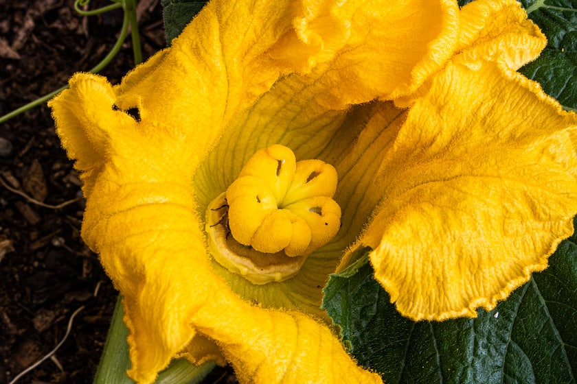 Pollination of giant pumpkin flower Giant Pumpkins NZ