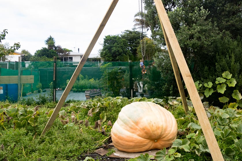 Tripod to lift a giant pumpkin