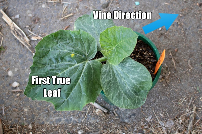 pumpkin transplanting seedlings