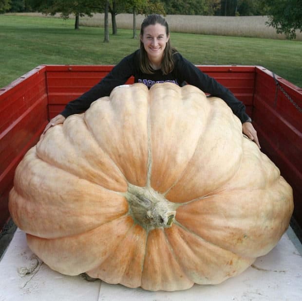 Christy Harp 1725 lb Pumpkin