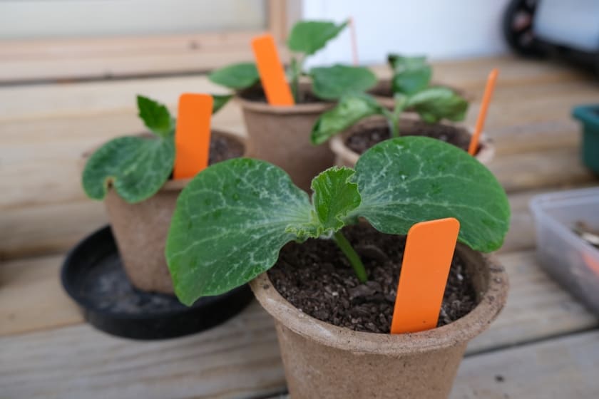 Hardening Off Giant Pumpkin Seedlings 2022 Season