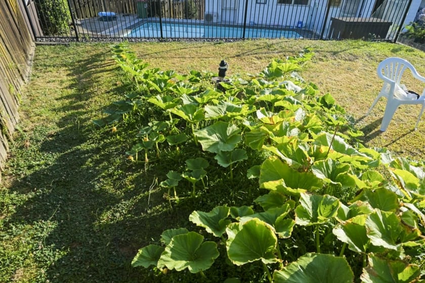 Giant pumpkin plant with split main vine