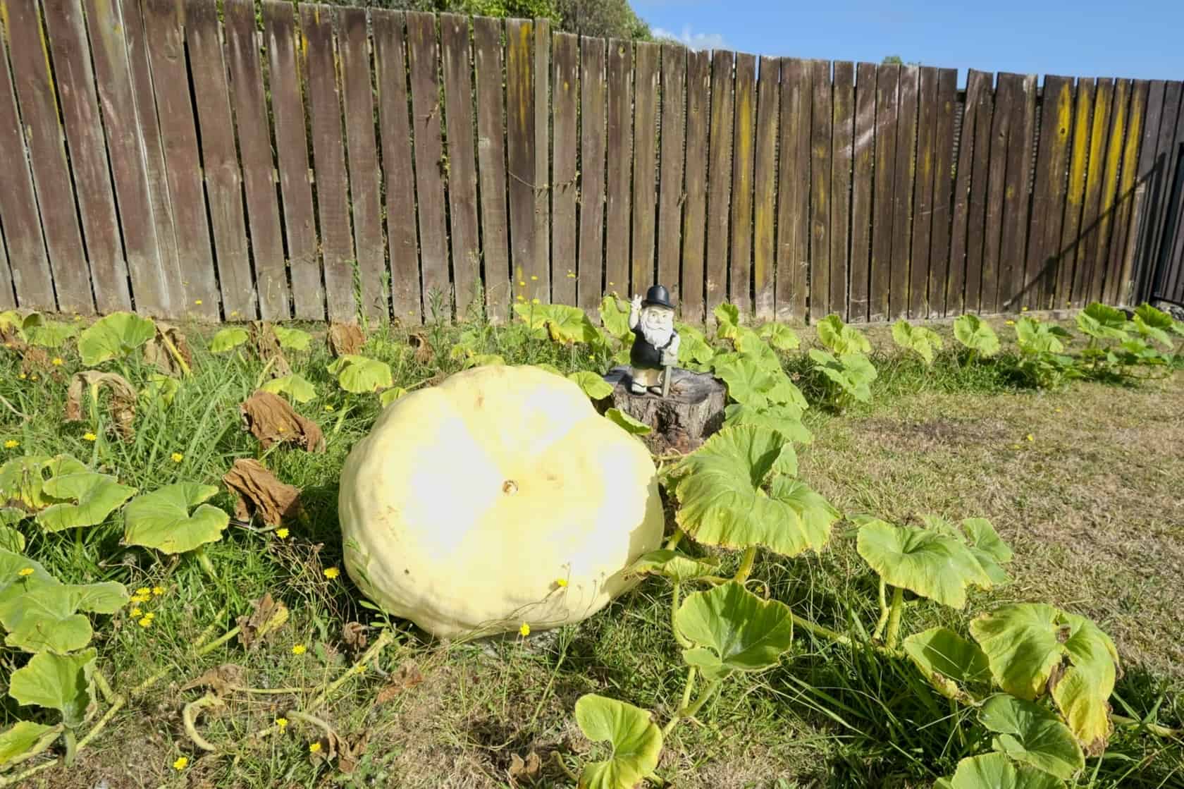 giant pumpkin in a tiny patch on a sunny day