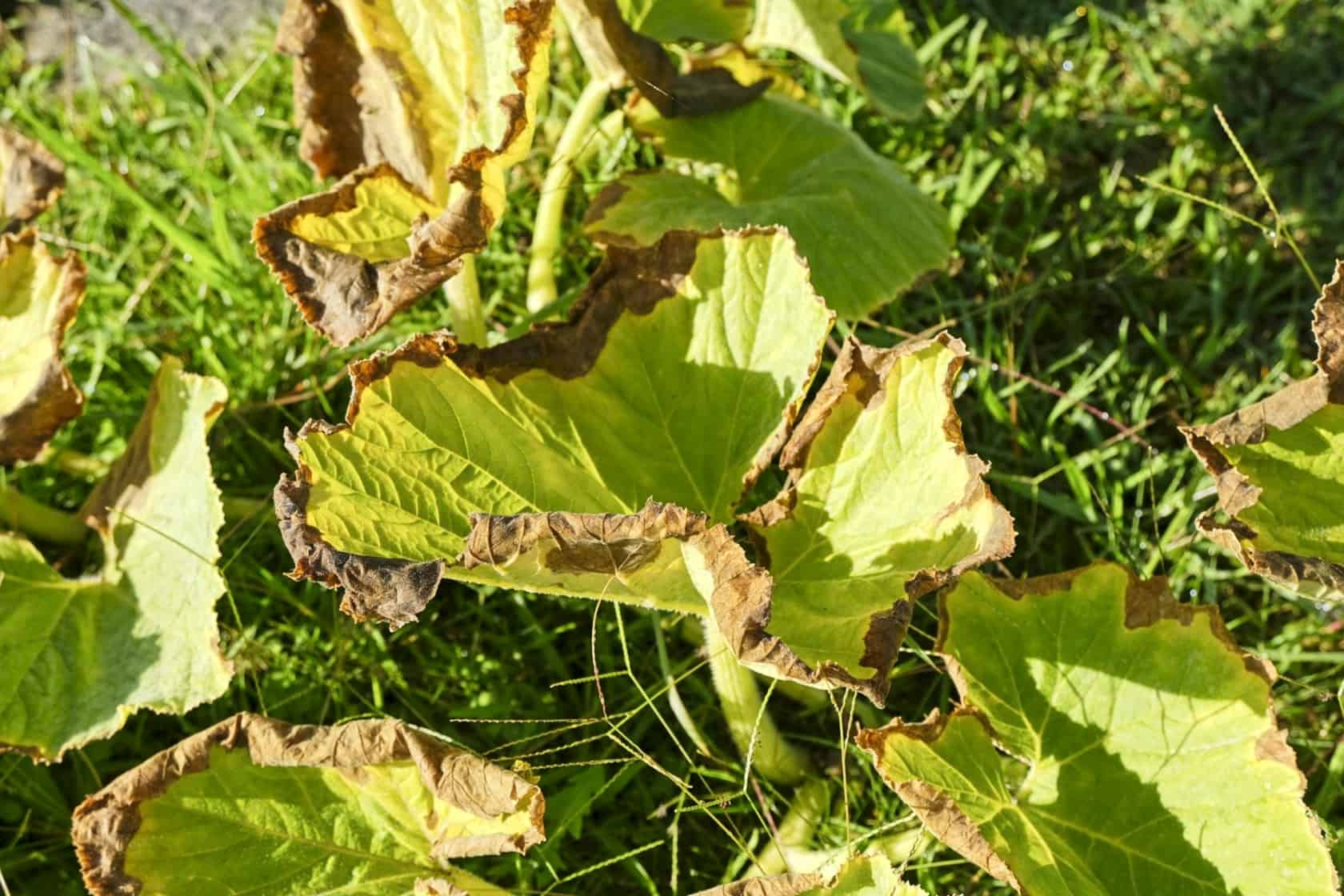 Leaves dying on a giant pumpkin plant after a hot summer