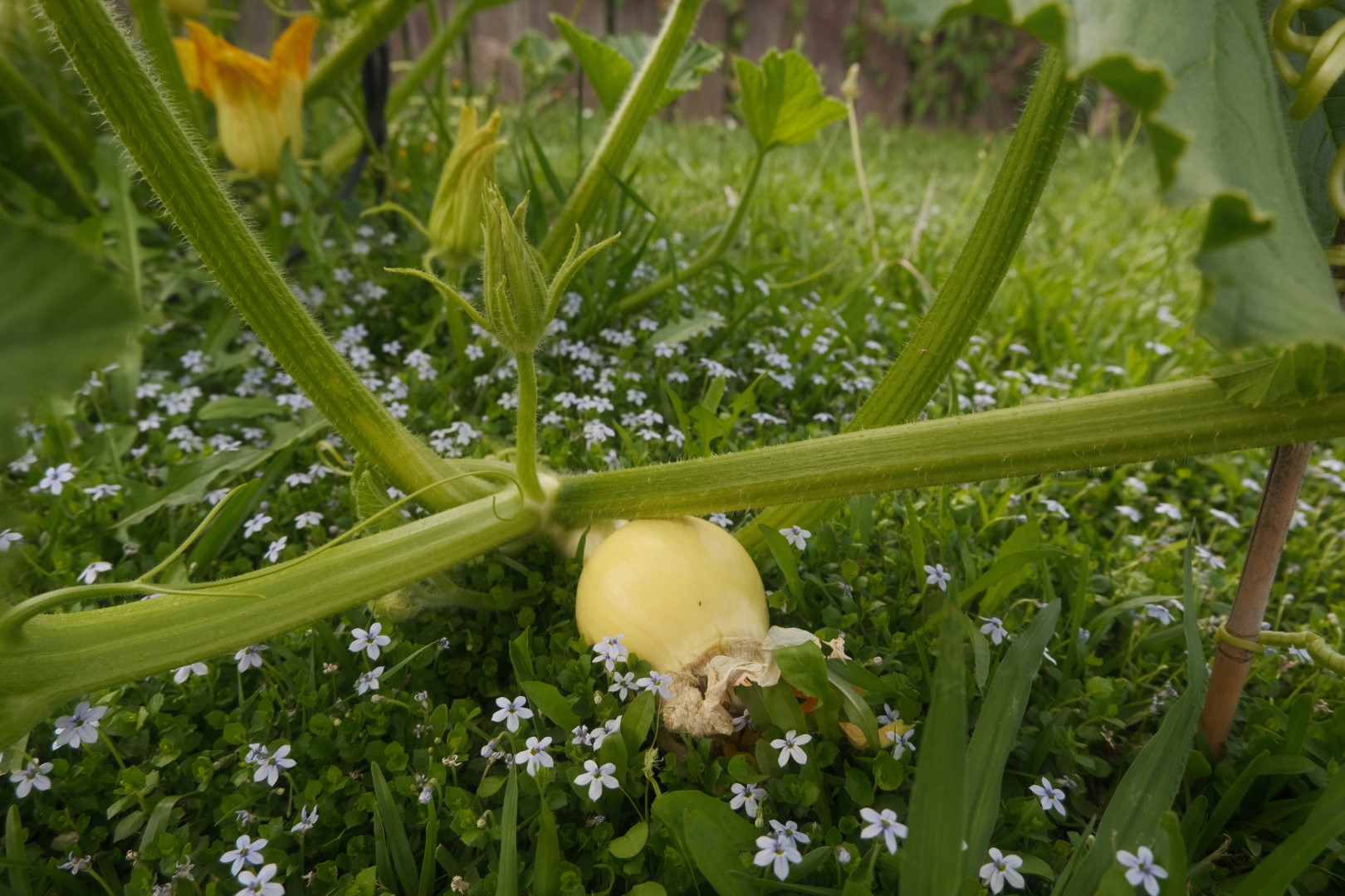 A yellow squash growing on a vine in a garden.