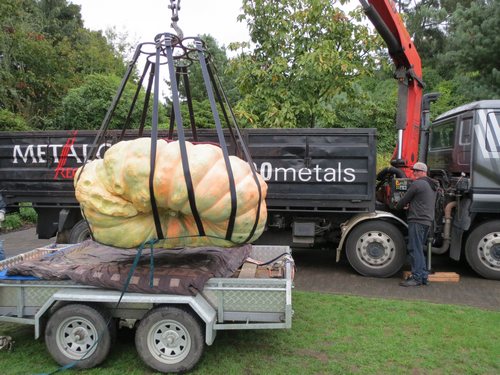 A giant pumpkin being loaded onto a truck.