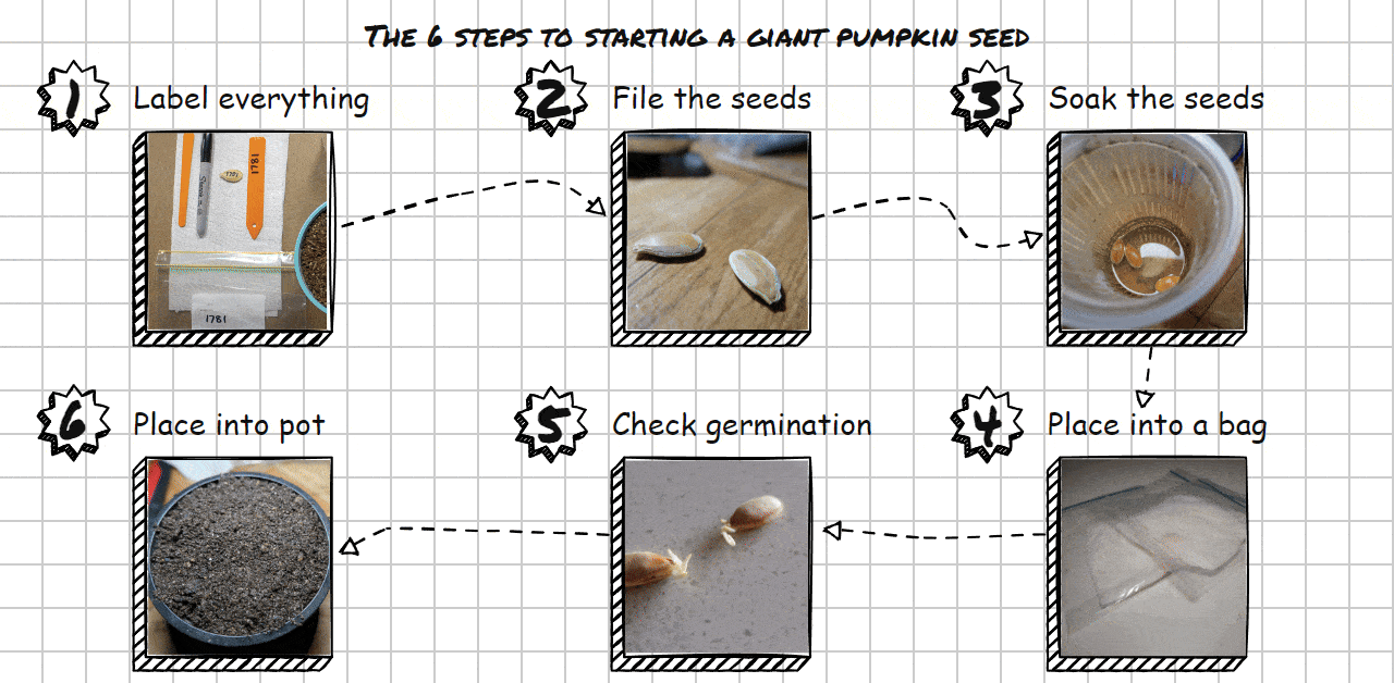 Step by step instructions on how to start and germinate Atlantic giant pumpkin seeds.